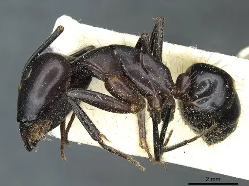 Camponotus barbaricus - CASENT0912049