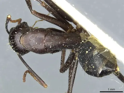 Camponotus barbaricus - CASENT0912050