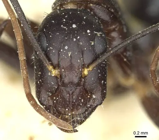 Camponotus barbaricus - CASENT0912050