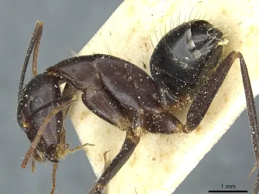 Camponotus barbaricus - CASENT0912050