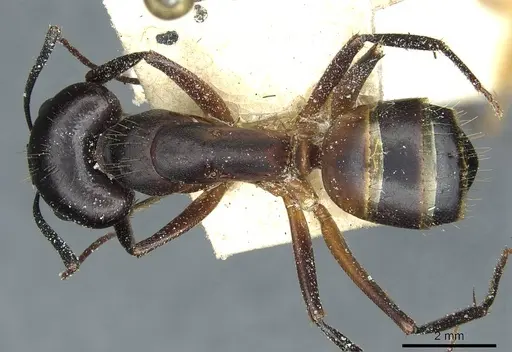 Camponotus barbaricus - CASENT0912051