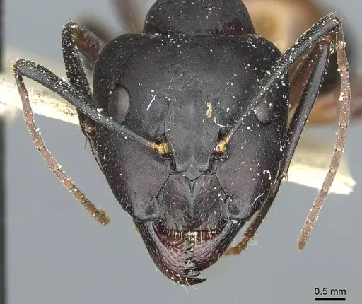 Camponotus barbaricus - CASENT0912051