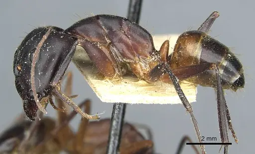 Camponotus barbaricus - CASENT0912051