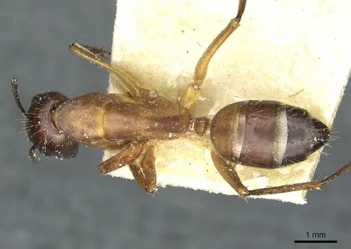 Camponotus barbaricus - CASENT0912052