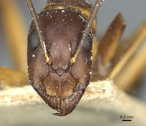 Camponotus barbaricus - CASENT0912052