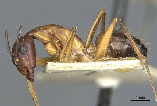 Camponotus barbaricus - CASENT0912052