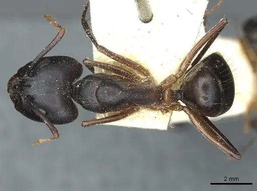 Camponotus barbaricus - CASENT0912053