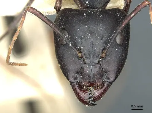 Camponotus barbaricus - CASENT0912053