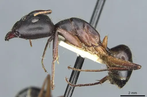 Camponotus barbaricus - CASENT0912053