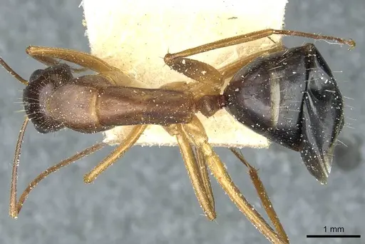 Camponotus barbaricus - CASENT0912054