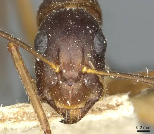 Camponotus barbaricus - CASENT0912054