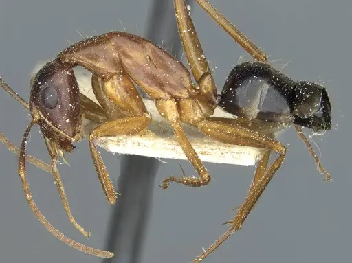 Camponotus barbaricus - CASENT0912054