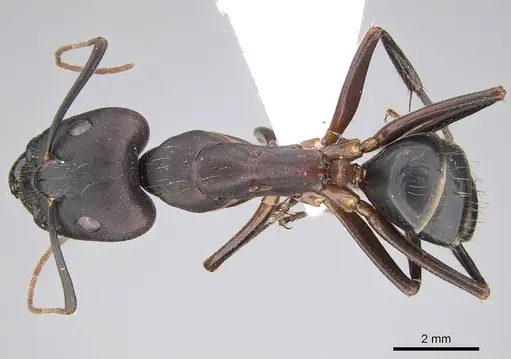 Camponotus barbaricus - CASENT0922703