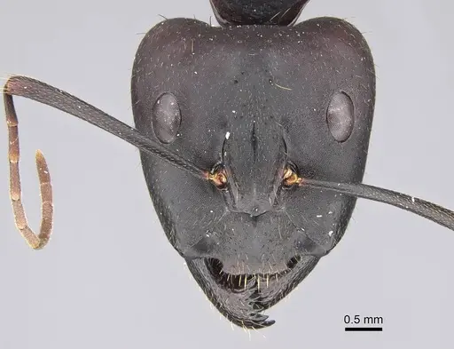 Camponotus barbaricus - CASENT0922703