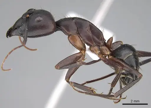Camponotus barbaricus - CASENT0922703