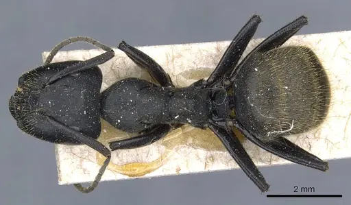 Camponotus barbarossa specimen