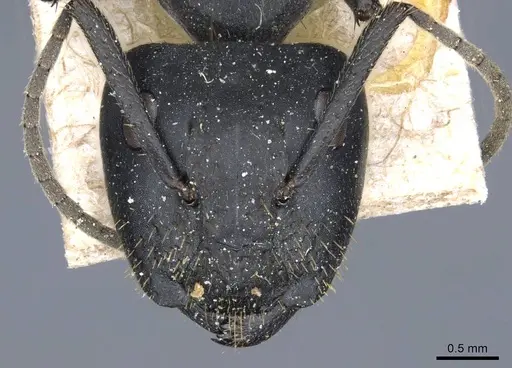 Camponotus barbarossa specimen