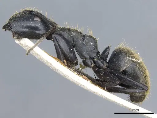 Camponotus barbarossa specimen