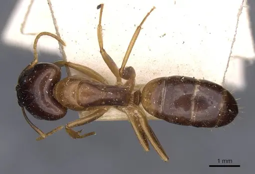 Camponotus barbatus specimen
