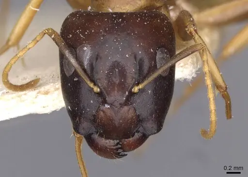 Camponotus barbatus specimen