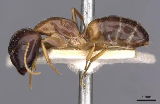 Camponotus barbatus specimen