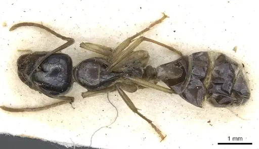 Camponotus basuto specimen
