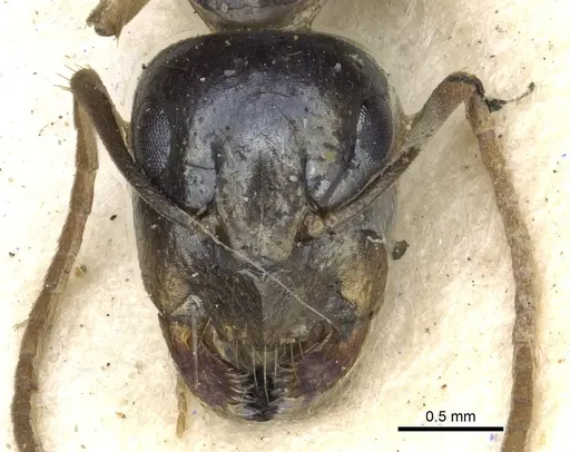 Camponotus basuto specimen