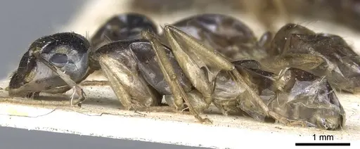 Camponotus basuto specimen