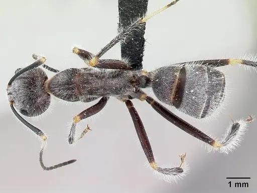 Camponotus batesii specimen
