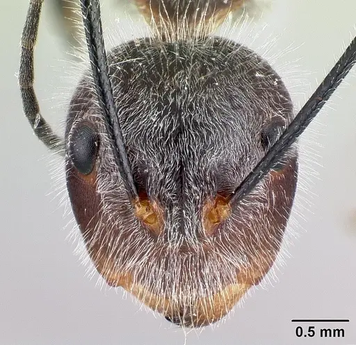 Camponotus batesii specimen