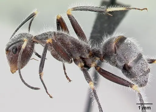 Camponotus batesii specimen