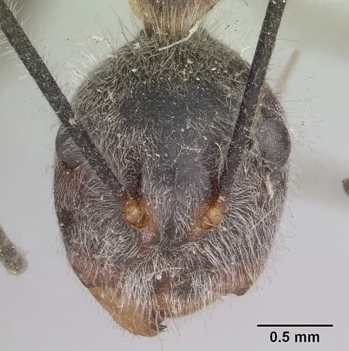 Camponotus batesii - CASENT0101366