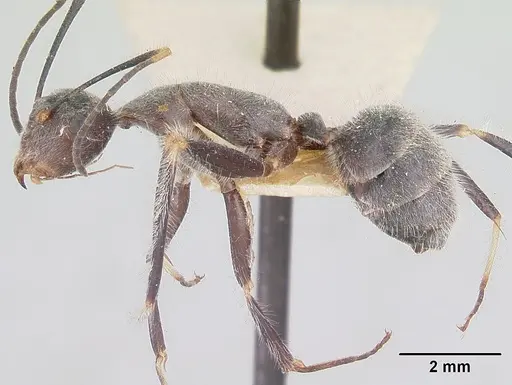 Camponotus batesii - CASENT0101366