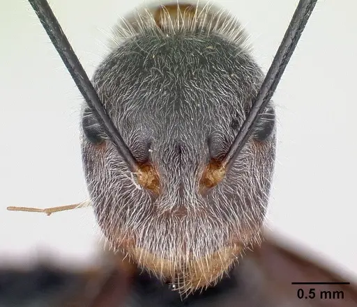 Camponotus batesii - CASENT0179425