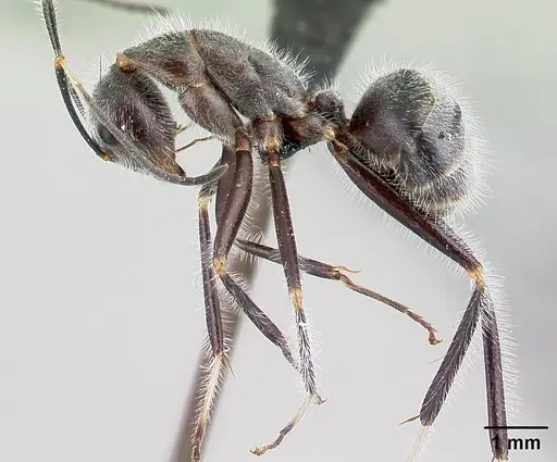 Camponotus batesii - CASENT0179425