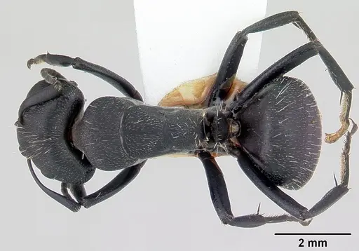 Camponotus bayeri specimen