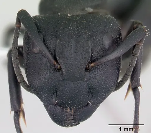 Camponotus bayeri specimen