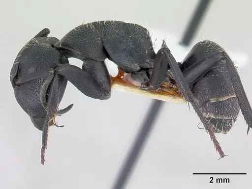 Camponotus bayeri specimen