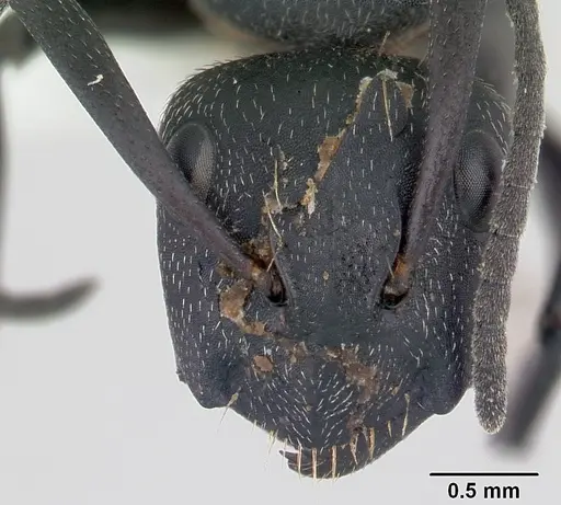 Camponotus bayeri - CASENT0178248