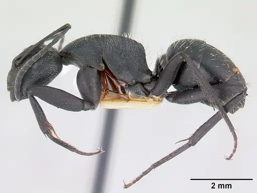 Camponotus bayeri - CASENT0178248
