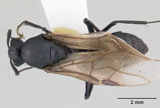 Camponotus bayeri - CASENT0178249