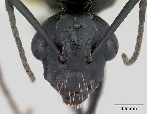 Camponotus bayeri - CASENT0178249