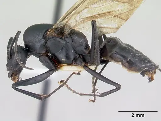 Camponotus bayeri - CASENT0178249