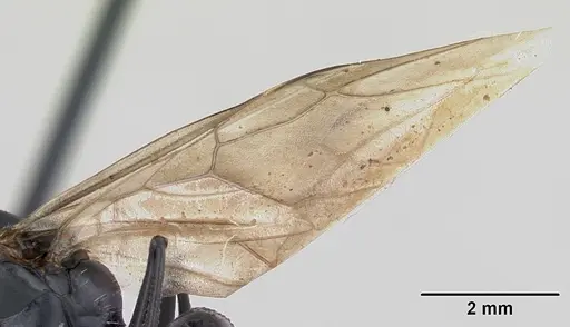 Camponotus bayeri - CASENT0178249