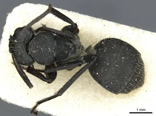 Camponotus bayeri - RMCAENT000017816