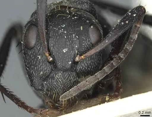 Camponotus bayeri - RMCAENT000017816