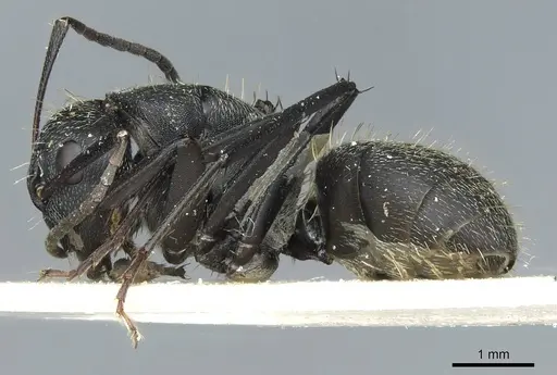 Camponotus bayeri - RMCAENT000017816