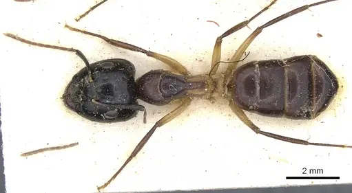 Camponotus baynei specimen