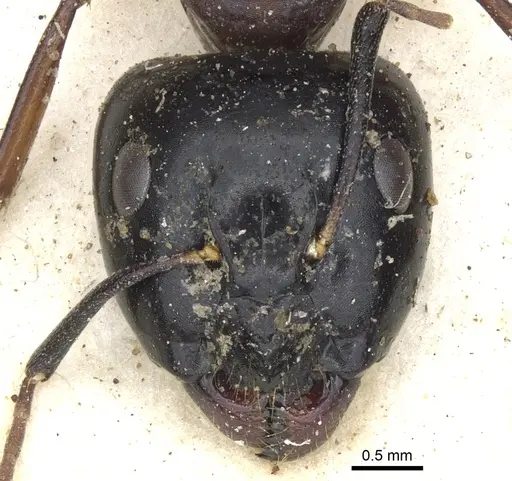 Camponotus baynei specimen