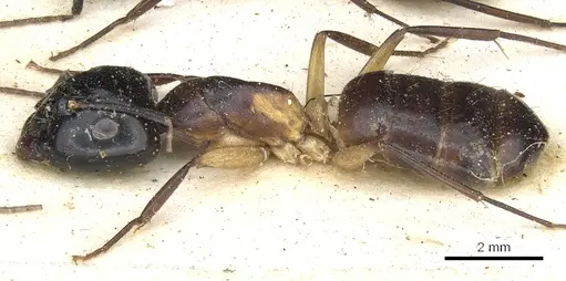 Camponotus baynei specimen